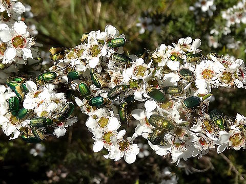 Green flower scarabs (Diphucephala colaspidoides ) The warmth of the day, and the dense flushes of and endemic leptospermum flowers, drew out huge numbers of these very metallic blue-green beetles. Each was about 12mm long. The underside is creamy pale and heavily ribbed. The legs often take on other colours also including dark blue to red. Overall they produced quite a spectacle and sometimes weigh the shrubs down to almost breaking point.
Many other species of beetles were competing for these flowers but when these ones got to a certain highg density the others left for a quieter bush of their own.
See a single beetle here... 
http://www.jungledragon.com/image/37102/green_flower_scarab_diphucephala_colaspidoides.html Australia,Diphucephala colaspidoides,Geotagged,Leptospermum,Pollenator,Scarab,Scarabaeidae,Spring
