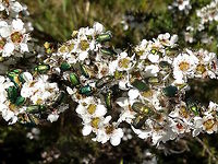 Green flower scarabs (Diphucephala colaspidoides ) The warmth of the day, and the dense flushes of and endemic leptospermum flowers, drew out huge numbers of these very metallic blue-green beetles. Each was about 12mm long. The underside is creamy pale and heavily ribbed. The legs often take on other colours also including dark blue to red. Overall they produced quite a spectacle and sometimes weigh the shrubs down to almost breaking point.<br />
Many other species of beetles were competing for these flowers but when these ones got to a certain highg density the others left for a quieter bush of their own.<br />
See a single beetle here... <br />
http://www.jungledragon.com/image/37102/green_flower_scarab_diphucephala_colaspidoides.html Australia,Diphucephala colaspidoides,Geotagged,Leptospermum,Pollenator,Scarab,Scarabaeidae,Spring