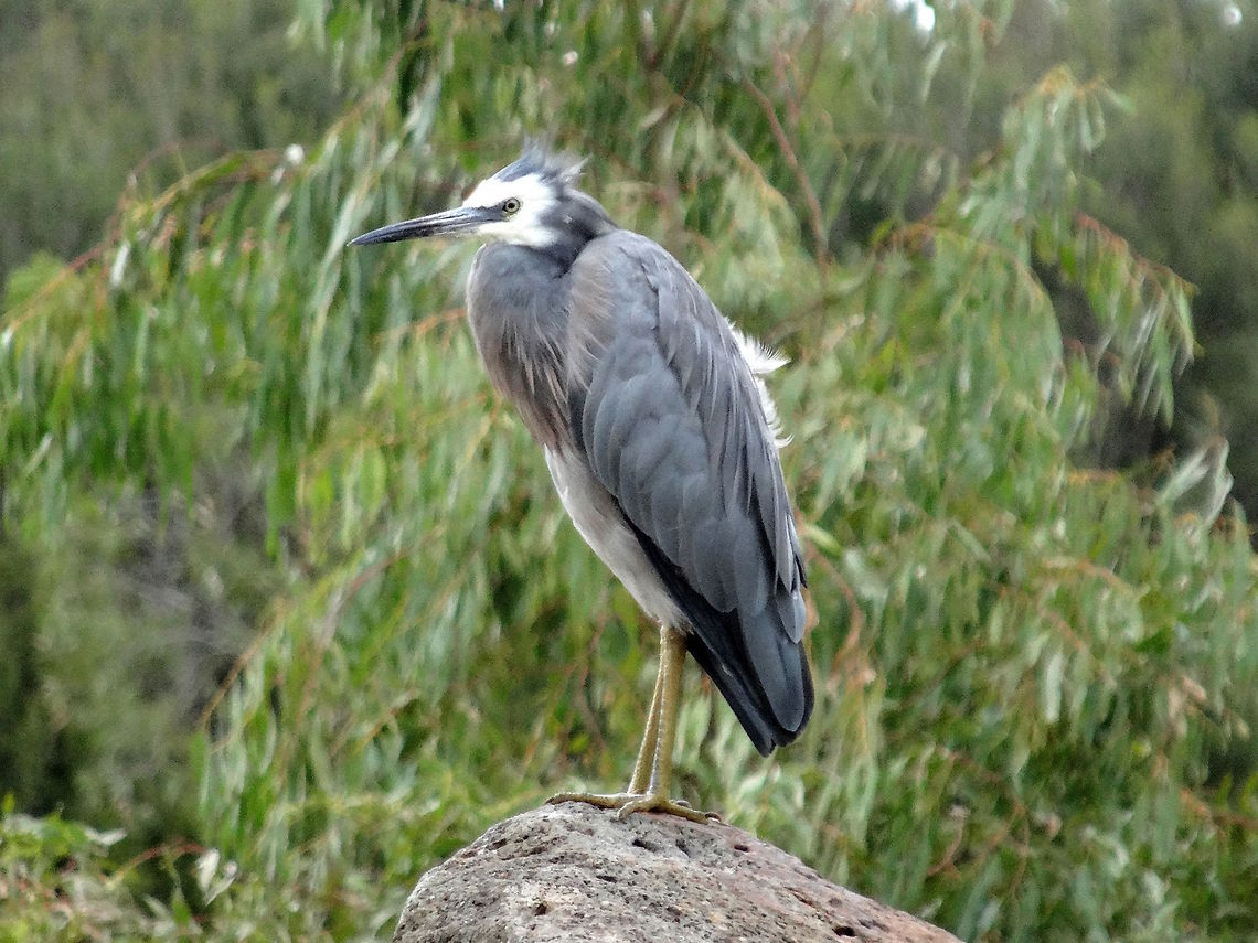 White-fronted heron (Egretta novaehollandiae) Body 650mm. Pale blue-grey with long yellow legs and white face. A long thin neck and long narrow grey and black bill.<br />
Local reserve with wetlands.<br />
The plumage still showed signs of the wispy breeding feathers but as there was a drought here they probably didn't produce offspring this season. The only heron recorded breeding in Tasmania. Australia,Egretta novaehollandiae,Fall,Geotagged,White-faced Heron