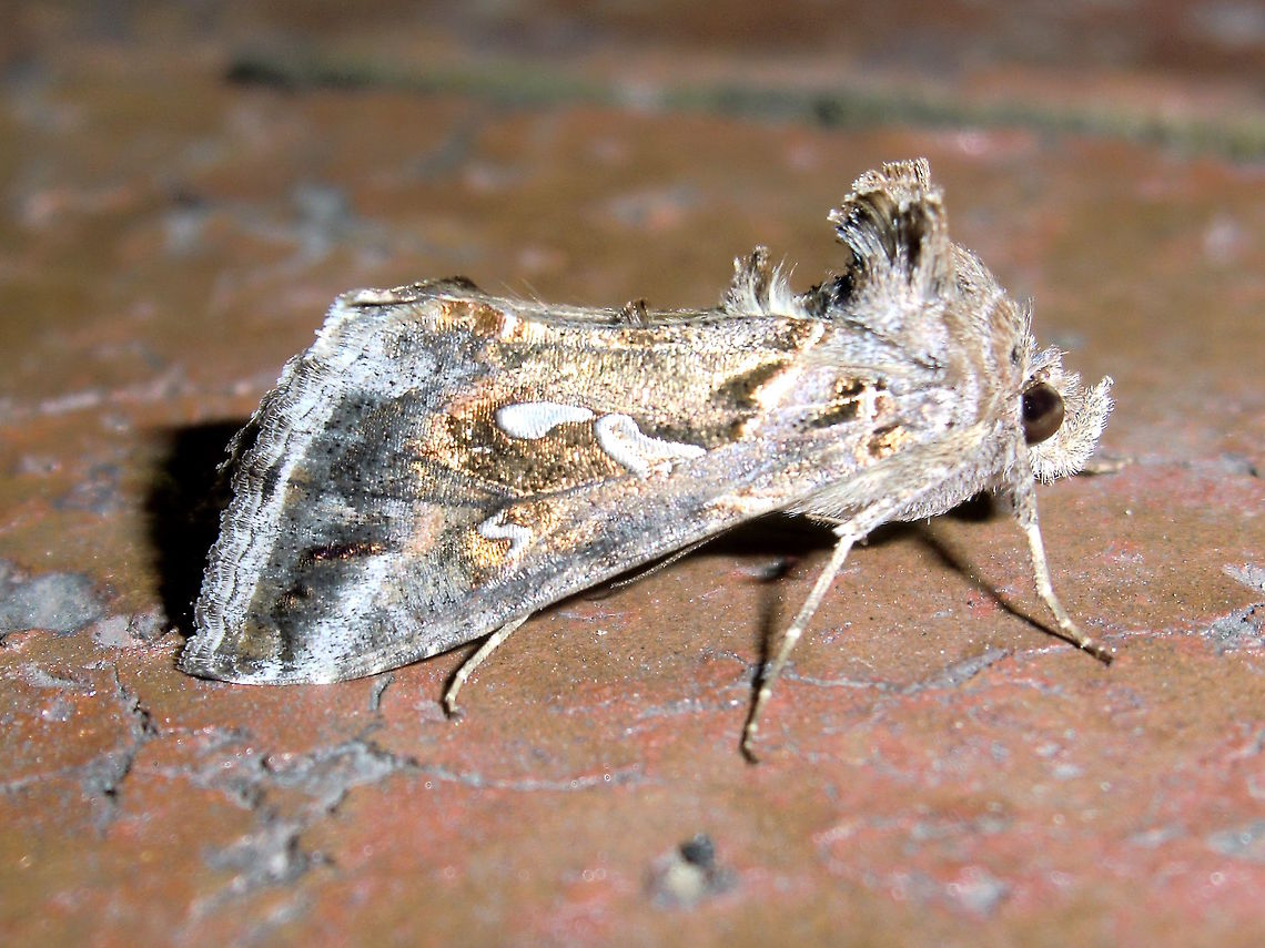 Tobacco looper moth (Chrysodeixis argentifera) Approximately 24mm long; a complex mixture of patches and patterns including purple shades, gold, cream, grey, brown; distinctive weird tufts give a strange shape to this moth at rest. These also often seem to be shedding scales which appear like dust all around.<br />
Attracted to bright lights at a local used car yard.<br />
This moth feeds on Solanaceae and is regarded as a serious pest by many agricultural sectors. Australia,Chrysodeixis argentifera,Geotagged,Summer