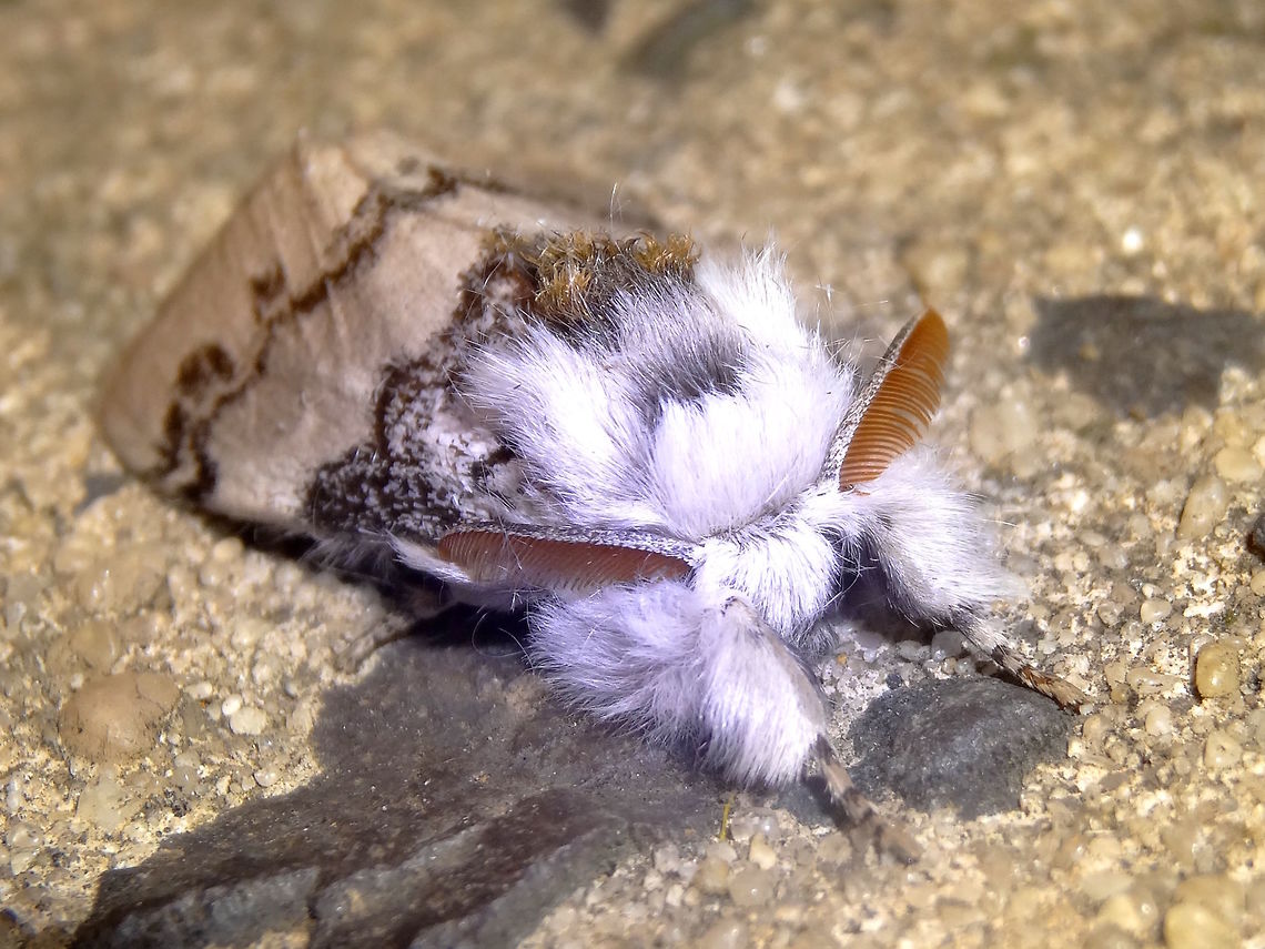 Lymantriid moth ♂ (Iropoca rotundata) A gorgeous looking extremely furry medium sized moth mostly white with grey lines and markings and some tan tufts. <br />
Very broad ten coloured antennae. Approximately 35mm long.<br />
Resting on a shop window near eucalyptus forest and under sodium light.<br />
The caterpillars of this species feed on the foliage of various Eucalyptus. The female is almost wingless... Australia,Geotagged,Iropoca rotundata,Lymantriidae,Noctuidae,Spring,moth