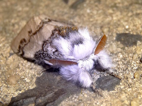 Lymantriid moth ♂ (Iropoca rotundata) A gorgeous looking extremely furry medium sized moth mostly white with grey lines and markings and some tan tufts. 
Very broad ten coloured antennae. Approximately 35mm long.
Resting on a shop window near eucalyptus forest and under sodium light.
The caterpillars of this species feed on the foliage of various Eucalyptus. The female is almost wingless... Australia,Geotagged,Iropoca rotundata,Lymantriidae,Noctuidae,Spring,moth