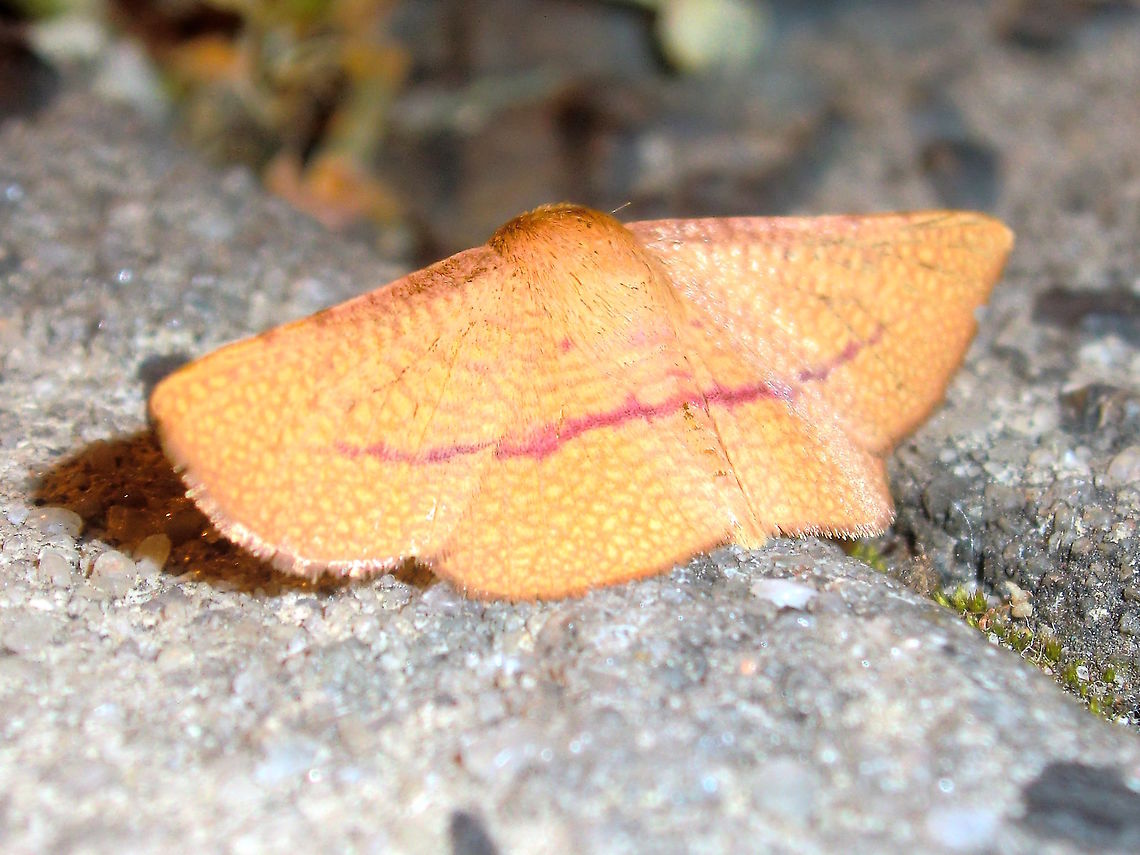 Twisted moth (Aglaopus pyrrhata) Wing span about 30mm. <br />
At rest the wings are held twisted revealing a picture below and looking like a crumpled leaf from above.<br />
Attracted to strong night lights at a local used car yard. Aglaopus pyrrhata,Australia,Geotagged,Moth,Spring,Thyrididae
