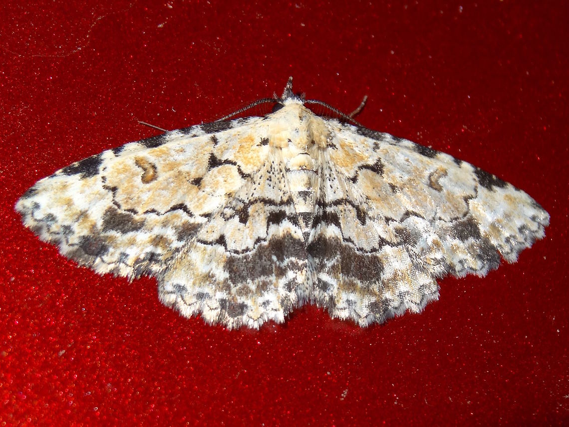 Fungus eating moth (Sandava scitisignata) Approximately 30mm wingspan.<br />
Resting on a Mazda under security lights next to a national park.<br />
Sandava scitisignata male... &#039;Fungus eating moth&#039; found in Tasmania, South Australia, Western Australia, Queensland, New South Wales, Australian Capital Territory, Victoria  Australia,Geotagged,Noctuidae,Sandava scitisignata,Spring