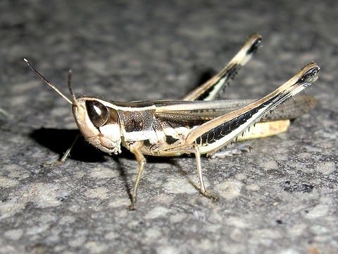 Inland Macrotona grasshopper (Macrotona securiformis) About 30mm long. Strong black and white markings and bands.
Attracted to lights in a local used car yard.
There are 3 species which are visually very similar and images on the web are mixed. 

http://bie.ala.org.au/species/urn:lsid:biodiversity.org.au:afd.taxon:2b77194f-a379-4d14-8105-3a4fdb64916a#tab_gallery Australia,Geotagged,Grasshopper,Macrotona,Summer