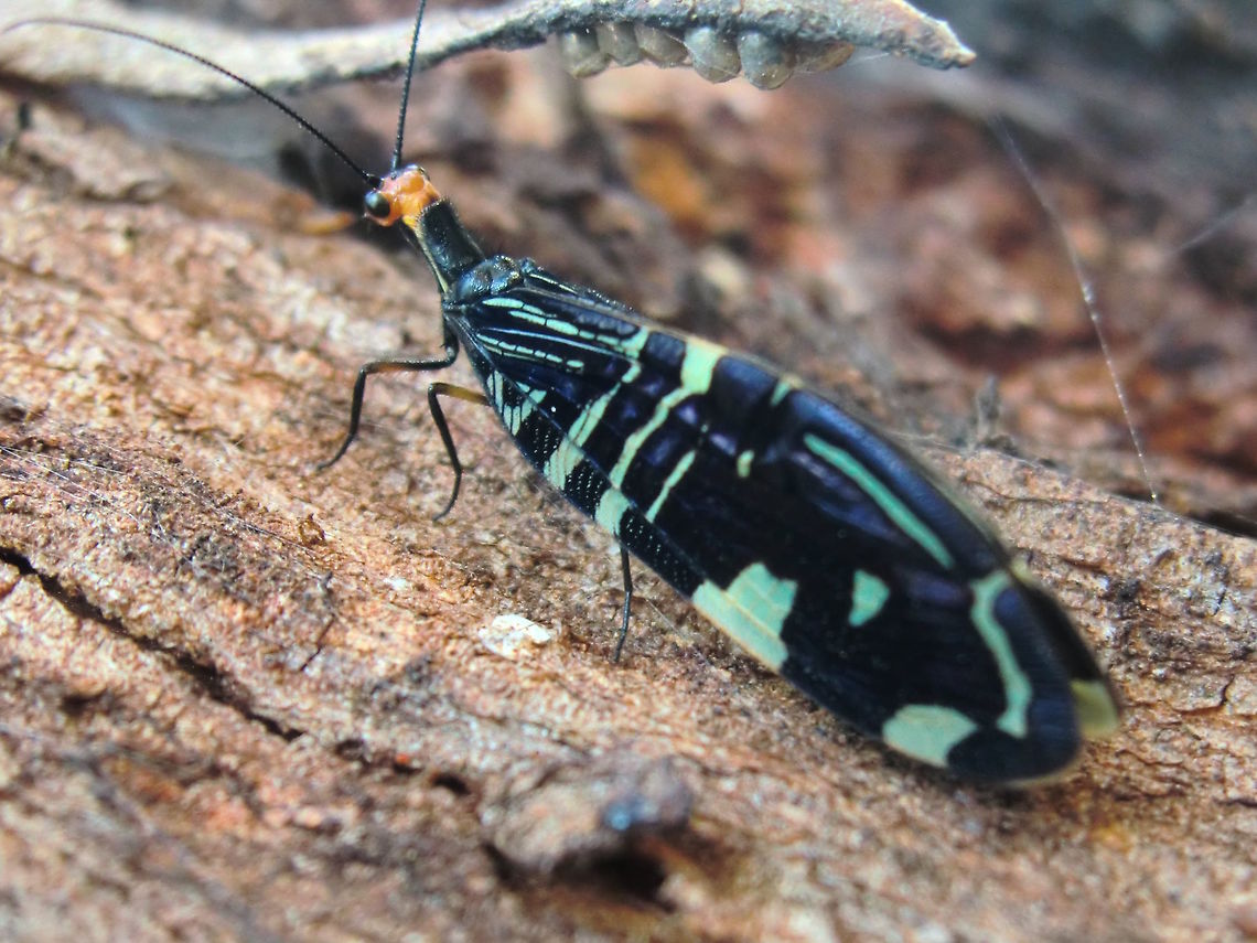 Pied lacewing (Porismus strigatus) Three metres up the trunk of a large E. viminalis there were approximately 6 individuals.<br />
Each about 35mm long with glossy black coloured wings with white patterns and some metallic highlights at certain angles.<br />
Abdomen is completely covered by the wings. <br />
The head is orange with black eyes and fine black antennae. <br />
Legs black to dark brown. Long 'neck'. Wings in tall narrow tent shape.<br />
In a local sports/nature reserve. Australia,Fall,Geotagged,Neuroptera,Pied lacewing,Porismus strigatus,lacewing