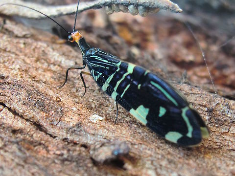 Pied lacewing (Porismus strigatus) Three metres up the trunk of a large E. viminalis there were approximately 6 individuals.
Each about 35mm long with glossy black coloured wings with white patterns and some metallic highlights at certain angles.
Abdomen is completely covered by the wings. 
The head is orange with black eyes and fine black antennae. 
Legs black to dark brown. Long 'neck'. Wings in tall narrow tent shape.
In a local sports/nature reserve. Australia,Fall,Geotagged,Neuroptera,Pied lacewing,Porismus strigatus,lacewing