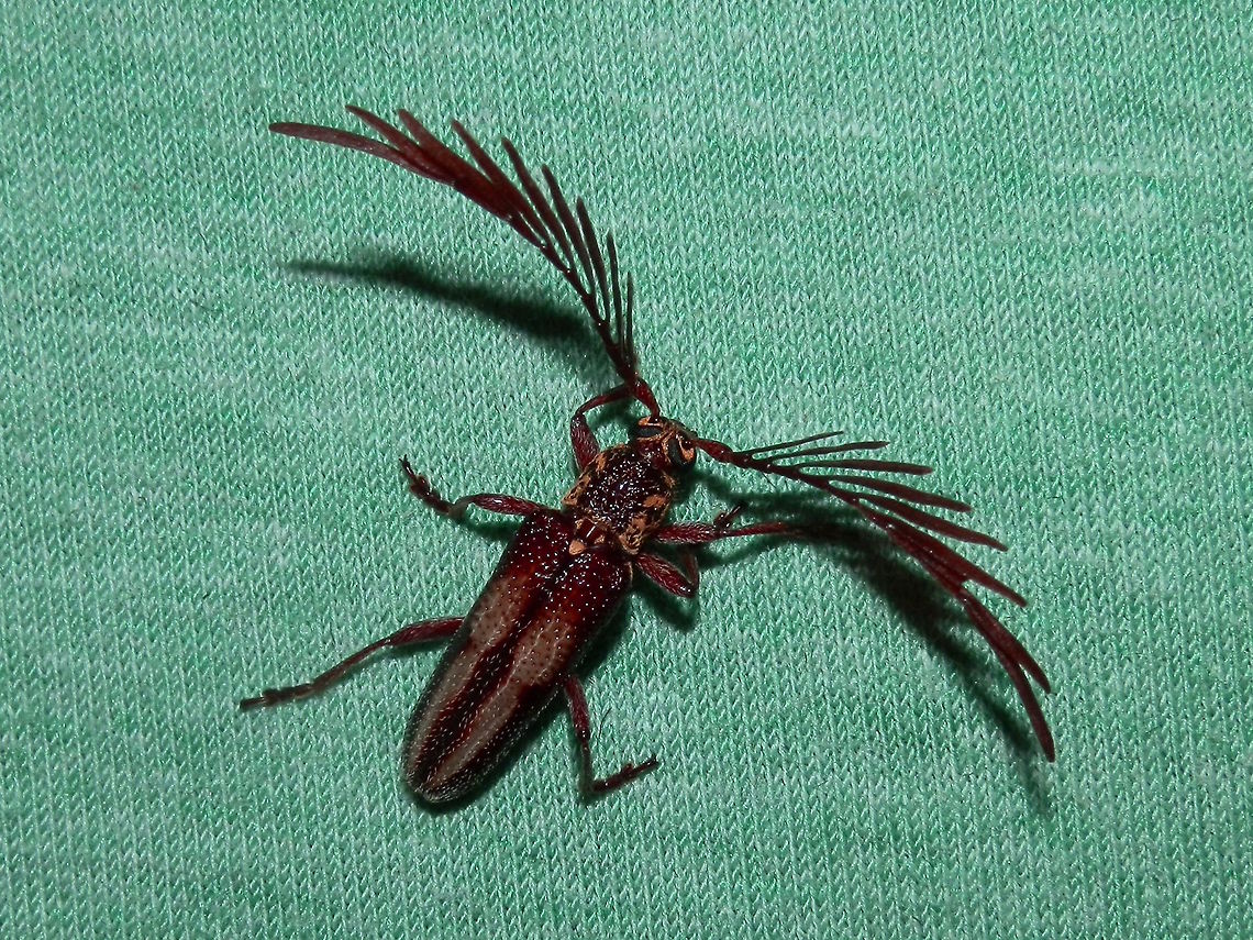 Feather horned longicorn ♂ (Piesarthrius marginellus) About 25mm body length. Nice feathery antennae which it could actively open and close. <br />
Landed on my shirt.<br />
Found in a used car yard at night drawn by lights.<br />
<br />
<a href="http://bie.ala.org.au/species/urn:lsid:biodiversity.org.au:afd.taxon:f0307e99-2898-4982-866a-0f5e31b424d1" rel="nofollow">http://bie.ala.org.au/species/urn:lsid:biodiversity.org.au:afd.taxon:f0307e99-2898-4982-866a-0f5e31b424d1</a><br />
<a href="http://eol.org/pages/351313/overview" rel="nofollow">http://eol.org/pages/351313/overview</a><br />
 Australia,Geotagged,Piesarthrius marginellus,Summer