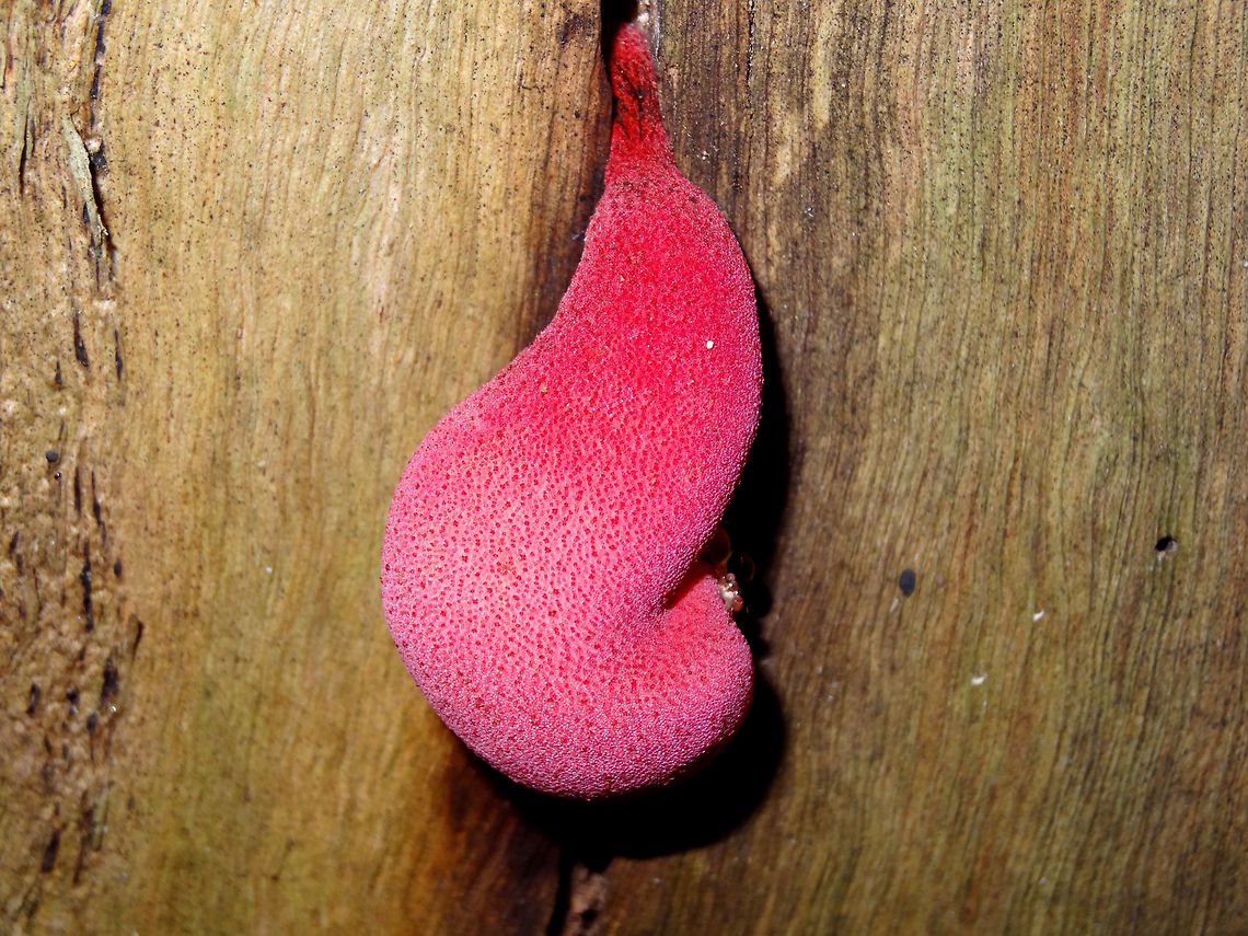 Ox tongue bracket (Fistulina hepatica) In the Australian forests dull, dusty browns and greens dominate and the eye is easily drawn to something as brightly coloured as this. Bright pink foam rubber lips this bracket was squeezing out through a tiny split in the side of a large eucalyptus. About 100mm long it had a very spongy texture and clear yellow tinted liquid dripping from one side.<br />
Tall Eucalyptus rainforest. Australia,Fall,Fistulina hepatica,Fungi,Geotagged