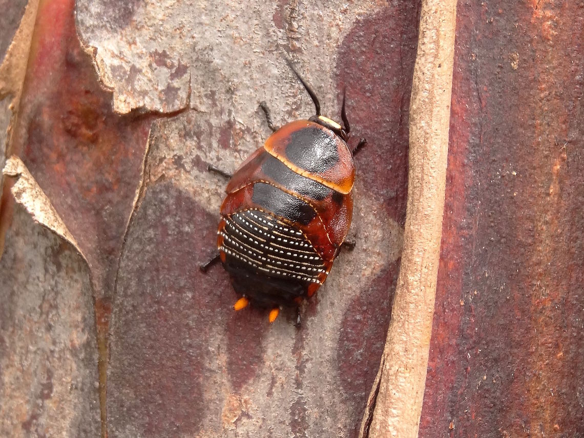 The beautiful Ellipsidion nymph (Ellipsidion australe) The last instar of an attractively coloured cockroach. About 16mm long. Yellow-orange cerci; black patches with fine white spots; boot-leather tan near margins; black legs and antennae; a fine yellow edge to the cephallo-thorax (which becomes clear like glass in adult form.<br />
Found resting on the trunk of a &#039;Silver Princess&#039; eucalyptus planted in a local school ground. Austral Ellipsidion Cockroach,Australia,Ellipsidion australe,Geotagged,Spring