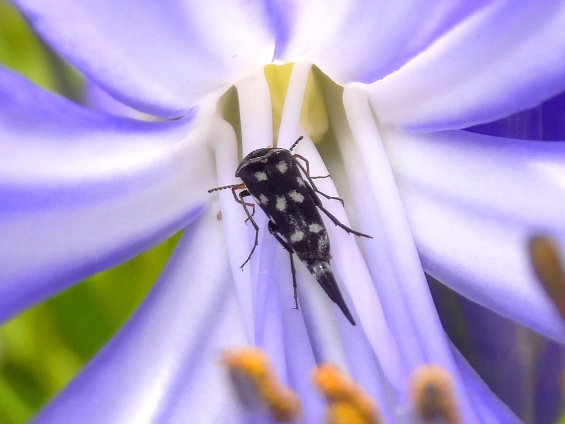 Pintail flower tumbling beetle - (Mordella sp.) About 10mm overall this one resembles many others but was smaller than most.<br />
Currently too many unknowns to be certain of species. Australia,Geotagged,Mordellidae,Spring