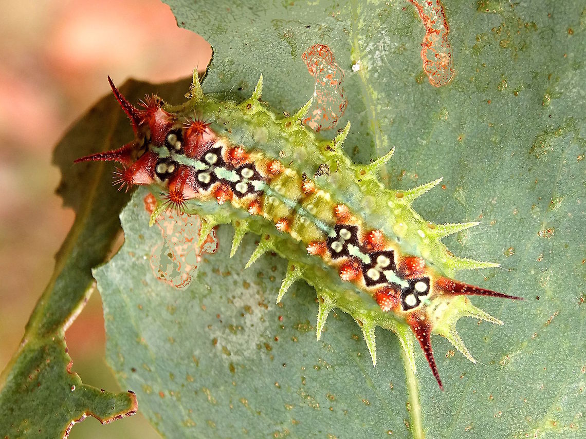 Four-Spotted Cup Moth (Doratifera quadriguttata) Several of these pretty legless caterpillars (slug foot) were munching on a young eucalyptus sapling. <br />
Each one was about 25mm long.<br />
In a local nature reserve adjoining a large national park.<br />
  Australia,Doratifera,Doratifera quadriguttata,Geotagged,Limacodidae,Summer