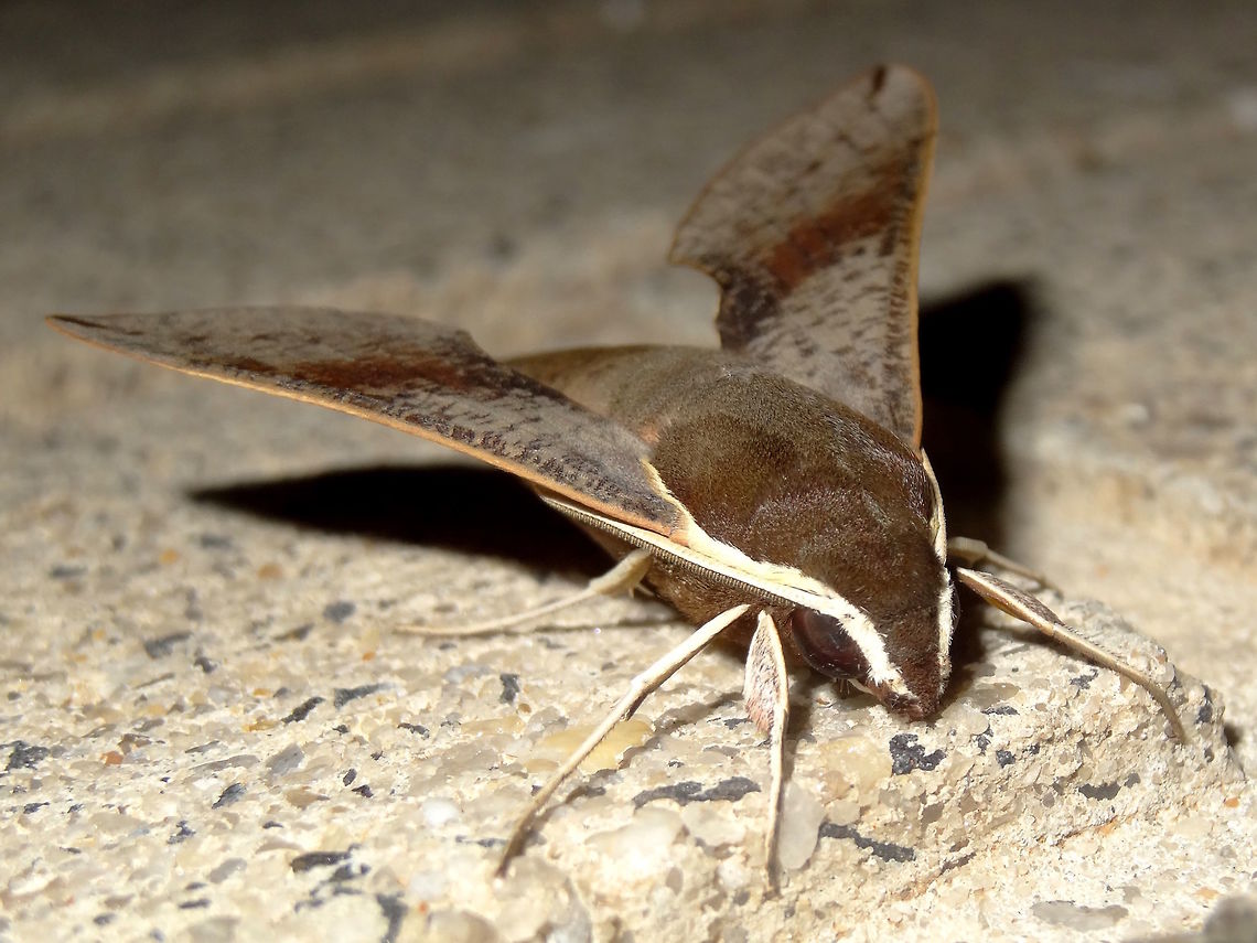 Coprosma Hawk Moth (Hippotion scrofa) A very smooth and sleek moth. Not many Sphingidae live in the colder latitudes of Australia but this is one of them. Wingspan of about 70mm. Beautiful yet subtle tones of grey, olive, lilac on dorsal view. Very bright red in the centre of hind wings. Tidy cream trim around the front areas. <br />
Attracted to night lights at the local school. Resting on a darker part of the brick wall. <br />
Fairly omnivorous with the larvae feed on Epilobium, Coprosma repens, Ipomoea and Fuchsia. Apparently they really like the NZ species (introduced here) or Coprosma  Australia,Geotagged,Hippotion scrofa,Moth,Spring,sphingidae