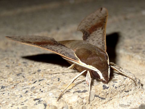 Coprosma Hawk Moth (Hippotion scrofa) A very smooth and sleek moth. Not many Sphingidae live in the colder latitudes of Australia but this is one of them. Wingspan of about 70mm. Beautiful yet subtle tones of grey, olive, lilac on dorsal view. Very bright red in the centre of hind wings. Tidy cream trim around the front areas. 
Attracted to night lights at the local school. Resting on a darker part of the brick wall. 
Fairly omnivorous with the larvae feed on Epilobium, Coprosma repens, Ipomoea and Fuchsia. Apparently they really like the NZ species (introduced here) or Coprosma  Australia,Geotagged,Hippotion scrofa,Moth,Spring,sphingidae