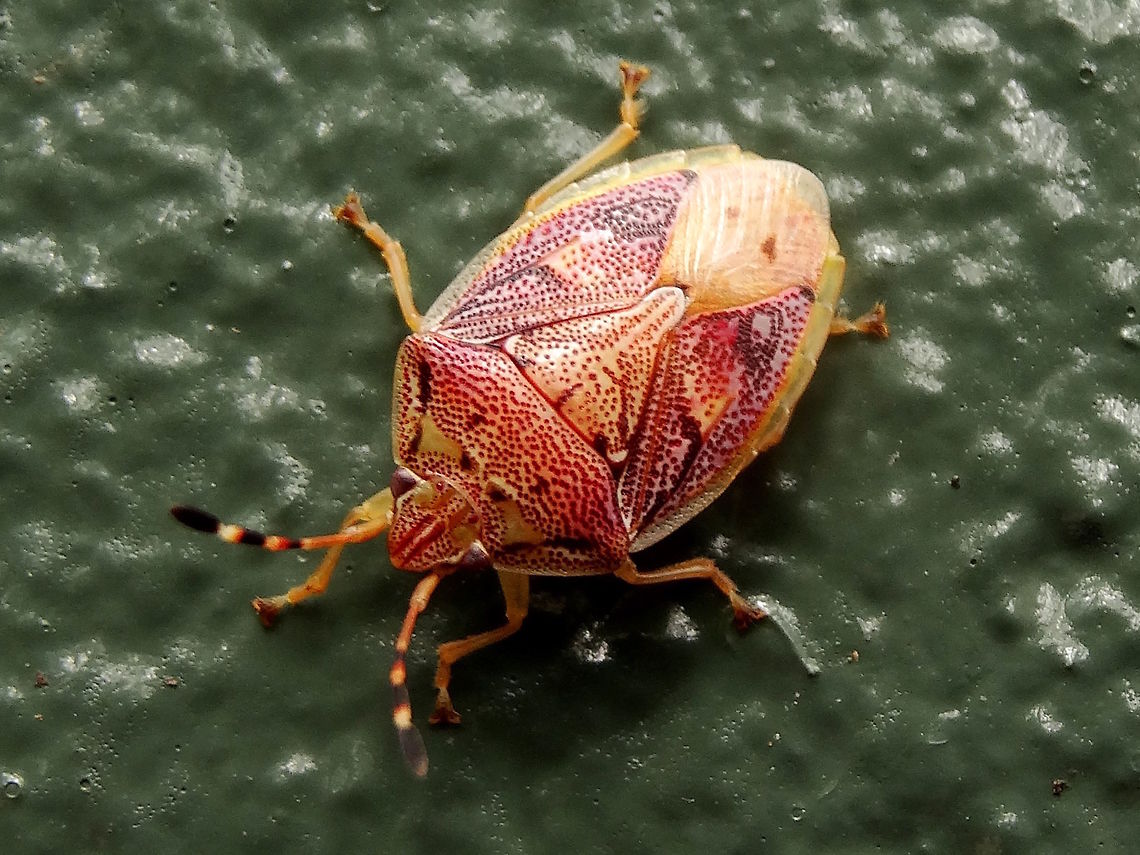 Red-Brown Shield Bug (Halyini spp) A small but ornately decorated stink bug about 10mm long.<br />
On a building wall in a local nature reserve.<br />
It's likely that this species displays maternal care over nymphs.  Australia,Fall,Geotagged,Halyini,Pentatomidae,stink bug