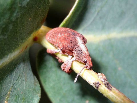 Gum leaf snout beetle (Gonipterus scutellatus) About 12mm long. Clutching onto a eucalyptus stem. There was one at each leaf axil hanging on for dear life.
Found in local school grounds at midday.
Both adults and larvae feed on Eucalyptus leaves particularly favouring E globulus and E viminalis. 
It is sometimes a major pest in countries other than Australia where eucalypts are grown as plantation trees.

http://eol.org/pages/15959514/overview
 Australia,Geotagged,Gonipterus scutellatus,Summer,weevil