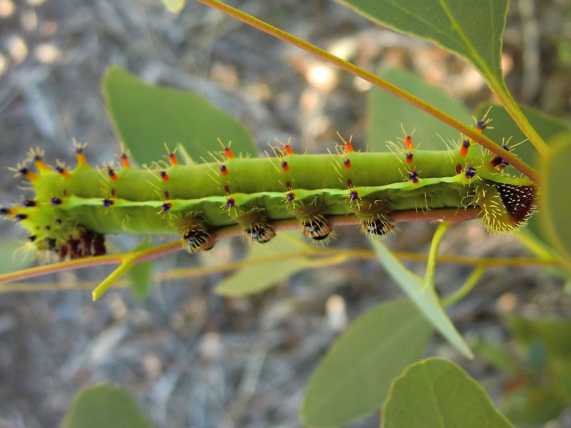 Emperor gum moth caterpillar (Opodiphthera eucalypti) A very large caterpillar (100mm length 20mm diameter); pale green-blue with very brightly coloured (spectrum red to purple) protuberances evenly distributed over the back and sides; with tufts of white hairs; a set of 3 pairs of legs at front; 4 pairs spread to rear; 2 yellow clasping at rear; a single cream line along each side.<br />
Eucalyptus forest - dense to very open. Australia,Caterpillar,Emperor gum moth,Geotagged,Opodiphthera eucalypti,Saturnidae,Summer,larva