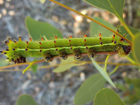 Emperor gum moth caterpillar (Opodiphthera eucalypti) A very large caterpillar (100mm length 20mm diameter); pale green-blue with very brightly coloured (spectrum red to purple) protuberances evenly distributed over the back and sides; with tufts of white hairs; a set of 3 pairs of legs at front; 4 pairs spread to rear; 2 yellow clasping at rear; a single cream line along each side.
Eucalyptus forest - dense to very open. Australia,Caterpillar,Emperor gum moth,Geotagged,Opodiphthera eucalypti,Saturnidae,Summer,larva