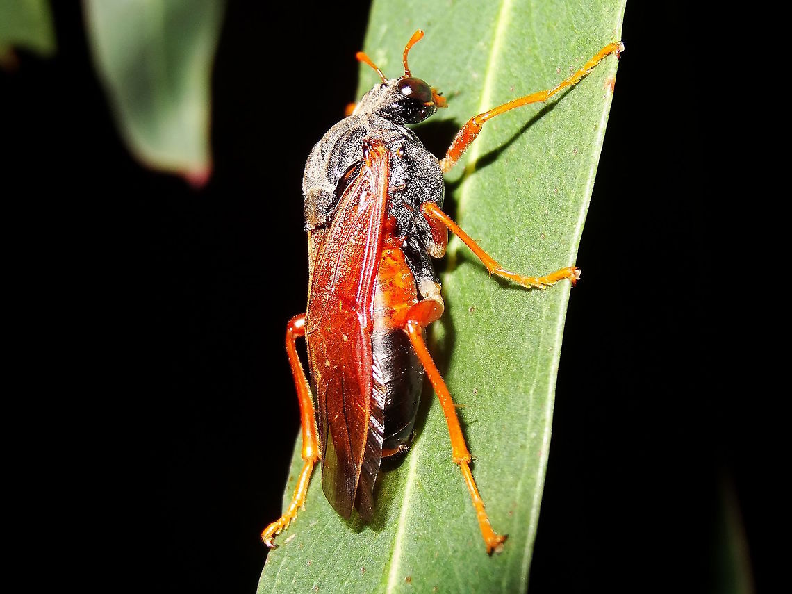 Eucalyptus sawfly (Pergarapta spp?) About 22mm long. Yellow/orange legs and antennae. <br />
This one seems to be coated with a white powder around the head and thorax area.<br />
Sleeping on a eucalyptus leaf in a local nature reserve.<br />
? Pergidae-> Perginae? Pergagrapta? Pergagrapta gravenhorstii ? <br />
Still searching... Australia,Fall,Geotagged,pergidae,sawfly