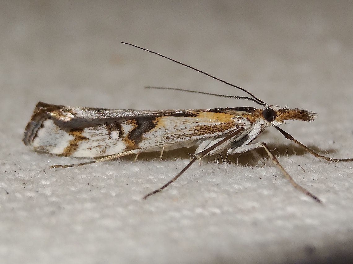 Pasture Webworm (Hednota pedionoma) A pretty little moth about 15mm long overall. <br />
Long furry snout. Long spindly spiny legs. <br />
Wings show patterns in cream, dark brown with gold touches. <br />
Long filiform antennae held over the back.<br />
Attracted to lights (and a BBQ) in a suburban back yard. Acropolitis pedionoma,Australia,Fall,Geotagged,Hednota pedionoma