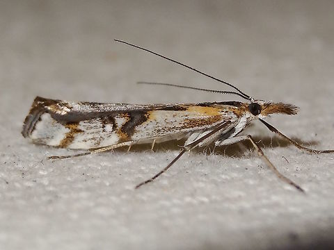 Pasture Webworm (Hednota pedionoma) A pretty little moth about 15mm long overall. 
Long furry snout. Long spindly spiny legs. 
Wings show patterns in cream, dark brown with gold touches. 
Long filiform antennae held over the back.
Attracted to lights (and a BBQ) in a suburban back yard. Acropolitis pedionoma,Australia,Fall,Geotagged,Hednota pedionoma