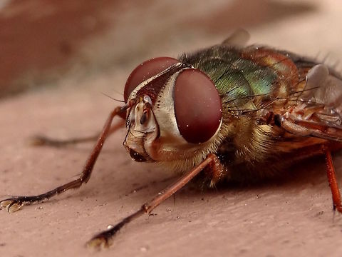 Green Rutilia fly (Rutilia spp) Another very large fly in the Tachinidae; Rutilia group. This one was about 18mm body length.
Got it's leather mask stitched on too.
The abdomen was like tanned leather.
Species not known so far... much work still required with this group.
Found in a local nature reserve adjoining a national park. Australia,Fly,Geotagged,Rutilia,Summer,Tachinidae