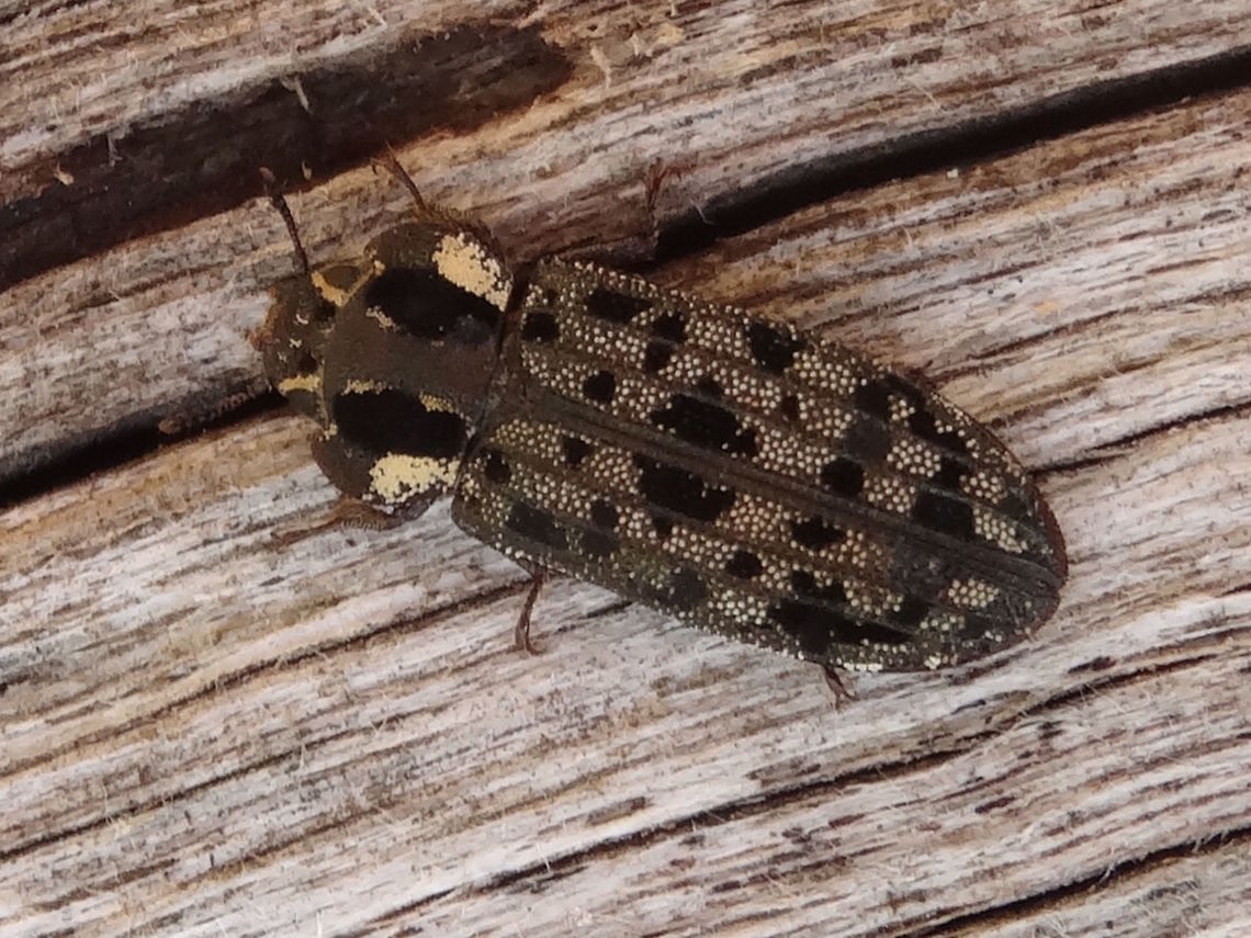 Bark gnawing beetle (Leperina decorata) This is the only one I have found in this family... maybe I should rolll a few more logs over.<br />
About 9mm long. Flat. Patterns of light and dark brown with longitudinal striations on the abdomen. A white flash on each outer margin of the thorax.Three (assymetric?) clubbed segments on antennae?<br />
Exploring a large, weathered (barkless) log in a local nature reserve.<br />
<br />
Thanks Michael Geiser for direction. <br />
CSIRO &quot;Species of Lepidopteryx, our most common genus, are clothed with scales or bristles forming a pattern.&quot; <br />
Leperina may be synonymous with Lepidopteryx - Stephen Thorpe has Leperina...  Australia,Geotagged,Leperina,Leperina decorata,Summer