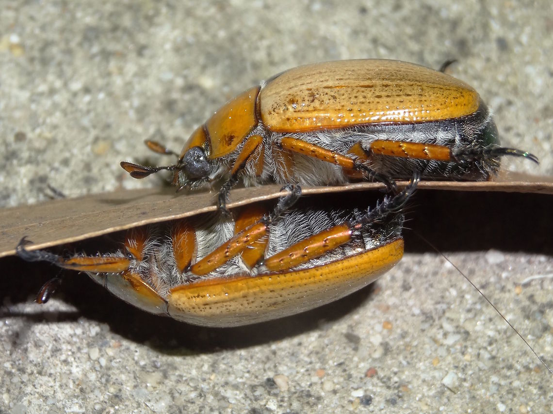 Christmas beetles (Anoplognathus pallidicollis) They're in for a surprise at the end of the leaf. 'Christmas beetles' are around in Melbourne. Some of ours have very furry undersides. Each is about 30mm long. Lovely blue eyes on these ones.<br />
Under strong night lights at the local school.<br />
This species seems to have more ventral setae in Melbourne as compared to Brisbane... maybe for the colder climate :) Anoplognathus pallidicollis,Australia,Christmas beetle,Geotagged,Scarabaeidae,Spring