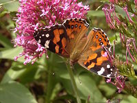 Australian painted lady (Vanessa kershawi) These beauties appear for a short while in Spring and luckily they are attracted to flowers (introduced Sedum?) in our front garden. Australia,Geotagged,Spring,Vanessa (Cynthia) kershawi