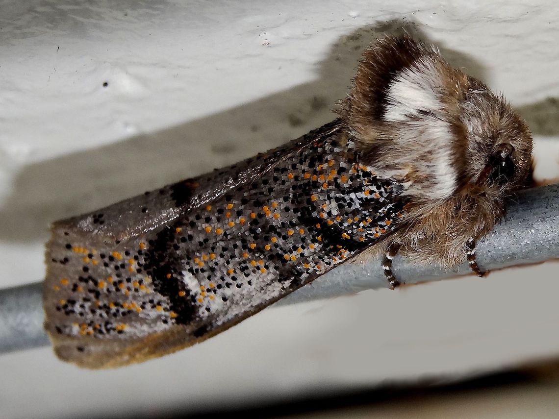 Boisduval's Autumn Moth ♂ (Oenosandra boisduvallii) An unusual Noctuid moth with strong sexual dimorphism. The males also express variation with the background colour being from black to white. Consisyently showing the small speckles like glitter however.<br />
 Australia,Fall,Geotagged,Oenosandra boisduvalii,Wicks Reserve,moth