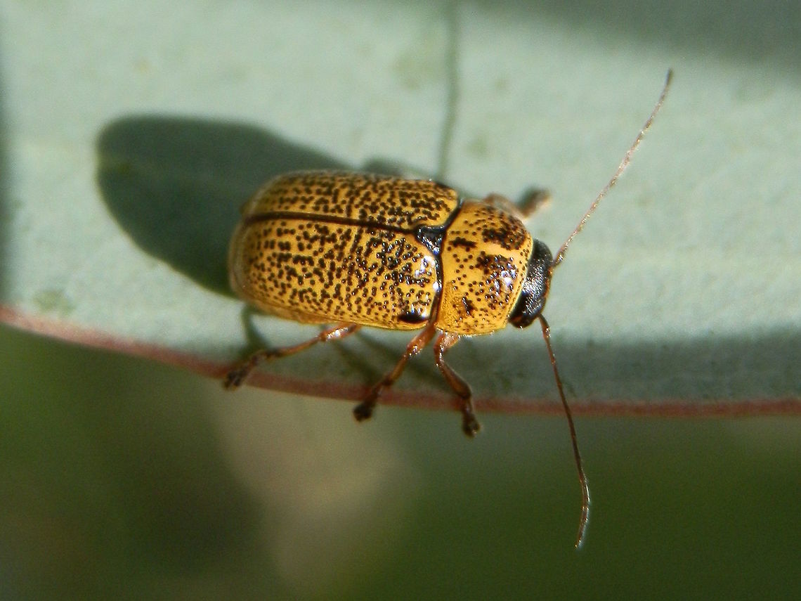 Yellow and black Cryptocephalinid (Aporocera melanocephala) Attractive little rectanguloid beetles about 14mm body length. There are about 140 species of Aporocera.<br />
http://bie.ala.org.au/species/Aporocera+(Aporocera)+melanocephala#<br />
<a href="https://en.wikipedia.org/wiki/Aporocera#/media/File:Aporocera_sp.LEUBA.jpg" rel="nofollow">https://en.wikipedia.org/wiki/Aporocera#/media/File:Aporocera_sp.LEUBA.jpg</a> Aporocera melanocephala,Australia,Cryptocephalinae,Geotagged,Summer,Wicks Reserve