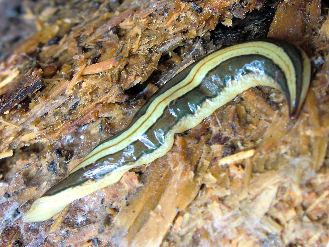 Ada's planarian (Lenkunya adae) Found in wet sclerophyll eucalyptus forest under wet timber this 150mm long (but highly compressible) soft shiny multi-striped baggy looking worm with olive, cream and brown colouring. Moisture is essential.<br />
<br />
Taxonomy: Animalia: Platyhelminthes: Turbellaria: Seriata?<br />
Platyhelminthes, Tricladida, Geoplanidae, Geoplaninae...?<br />
<br />
Despite their delicate nature these terrestrial flatworms are voracious predators. They feed through a muscular and reversible pharynx located in ventral side of the body. The pharynx is an extensible tube-like mouth, it bears complex muscular coat that specialized as a penetration organ for those planarians that feed on arthropods; or as a grasping for those planarians that feed on other soft bodied invertebrates such as earthworms. Pharynxes are equipped with glandular secretions that externally digest and dissolve their prey.<br />
ID from Dr Leigh Winsor   Ada's planarian,Australia,Geoplanidae,Geotagged,Lenkunya adae,Spring,Terrestrial flatworm
