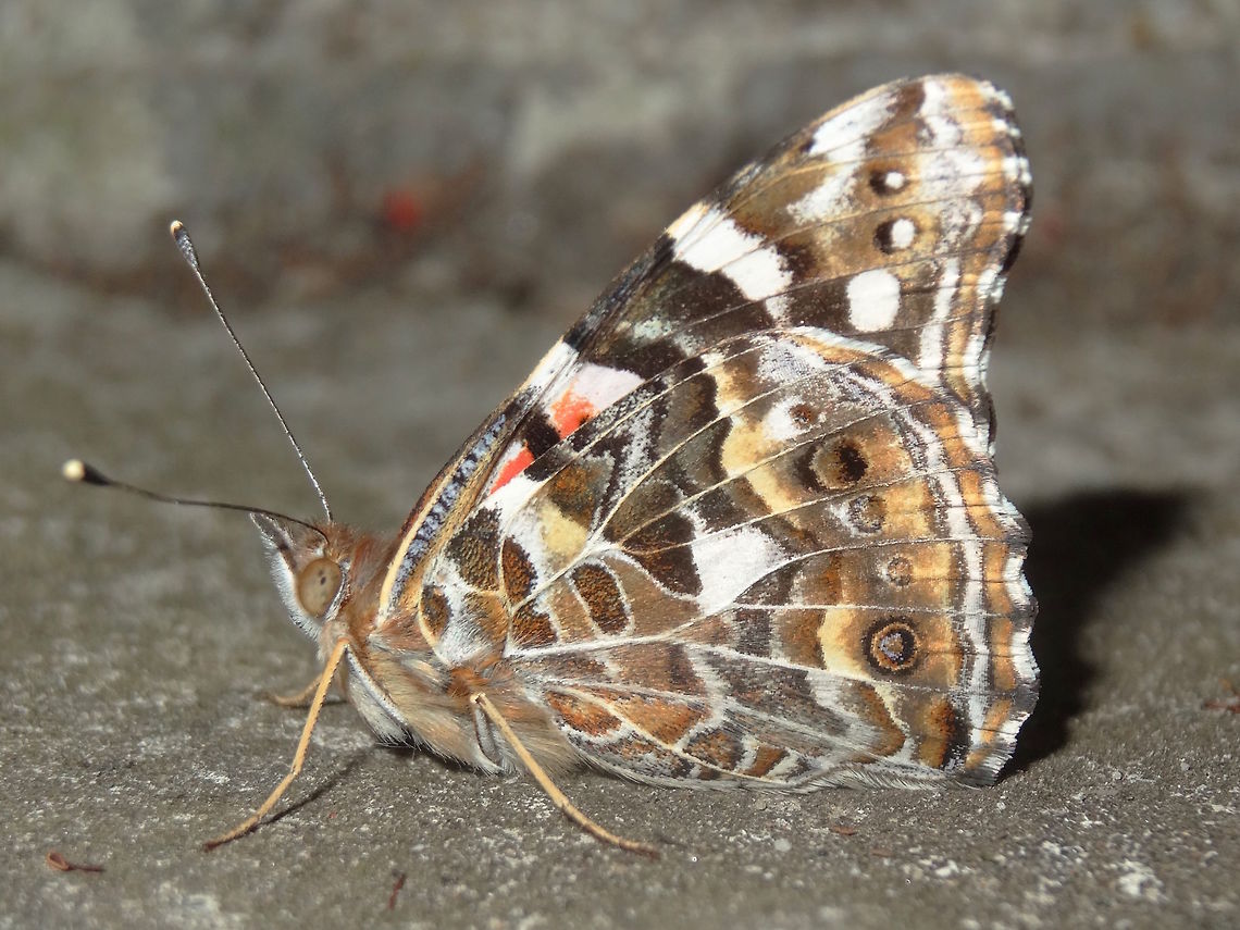 Australian Painted Lady (Vanessa kershawi) While snapping moths at midnight this butterfly landed in front of me as if to say 'Forget them... snap me' So I did.<br />
Under lights at the local school.<br />
Dorsal view here<br />
 <figure class="photo"><a href="https://www.jungledragon.com/image/37034/australian_painted_lady_vanessa_kershawi.html" title="Australian painted lady (Vanessa kershawi)"><img src="https://s3.amazonaws.com/media.jungledragon.com/images/2532/37034_thumb.JPG?AWSAccessKeyId=05GMT0V3GWVNE7GGM1R2&Expires=1770854410&Signature=8l2QkM2CdbdZ1sQ5t3DoSt0gG%2FE%3D" width="200" height="150" alt="Australian painted lady (Vanessa kershawi) These beauties appear for a short while in Spring and luckily they are attracted to flowers (introduced Sedum?) in our front garden. Australia,Geotagged,Spring,Vanessa (Cynthia) kershawi" /></a></figure><br />
 Australia,Australian painted lady,Butterfly,Geotagged,Spring,Vanessa (Cynthia) kershawi