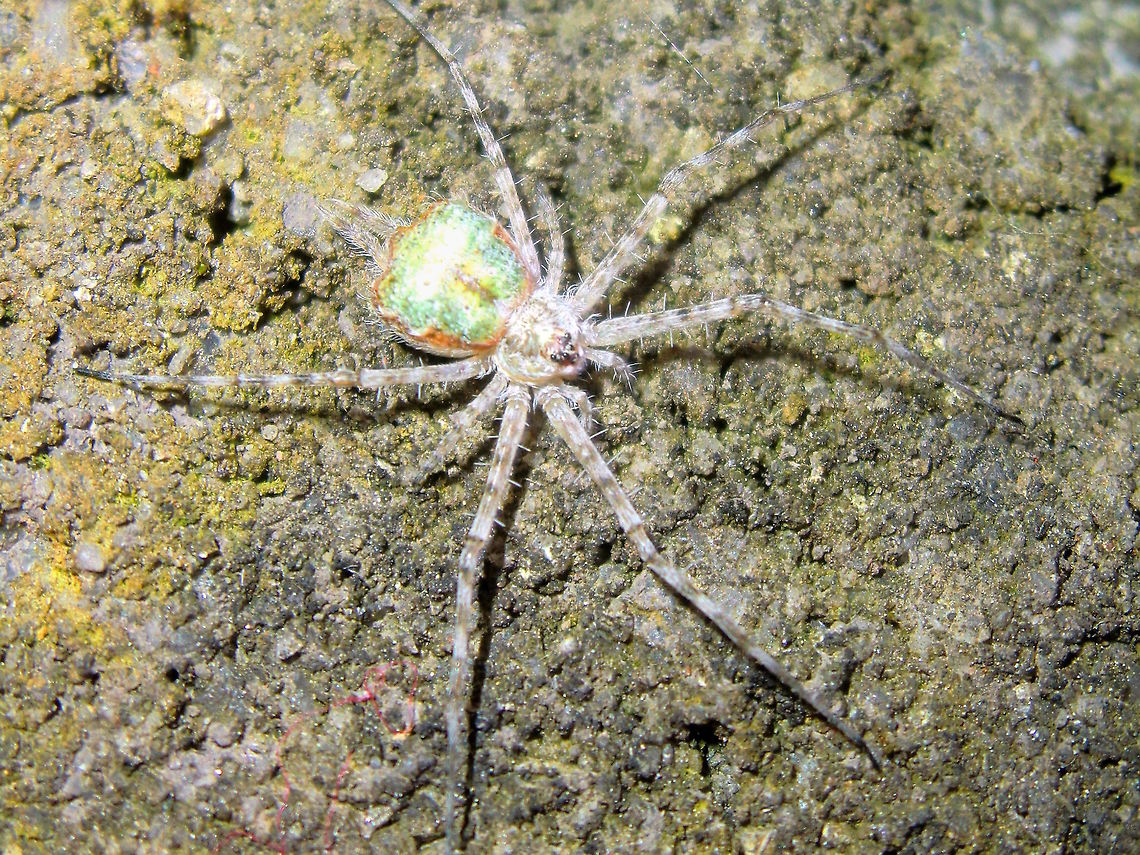 Two-tailed spider (Tamopsis sp.) A tiny, very well camouflaged, extremely fast spider with a pair of huge spinnerets resembling a double tail. The abdomen was interesting however looking like a piece of greensih-white opal in a gold setting. <br />
Exploring the stone walls under strong night lights at the local school.<br />
Incredibly alert and quick to hide. This group are still being sorted out in Australia and species might not yet be clear. It's interesting to note that not many of this genus are within Victoria or Tasmania <br />
They are also mostly responsible for those egg sacs like perfect spheres on strings often found in eucalyptus tree bark.<br />
Approximately 16mm overall (including legs). Australia,Geotagged,Night,Spider,Spring,hersiliidae,school,two-tailed spider