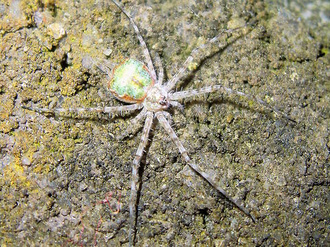 Two-tailed spider (Tamopsis sp.) A tiny, very well camouflaged, extremely fast spider with a pair of huge spinnerets resembling a double tail. The abdomen was interesting however looking like a piece of greensih-white opal in a gold setting. 
Exploring the stone walls under strong night lights at the local school.
Incredibly alert and quick to hide. This group are still being sorted out in Australia and species might not yet be clear. It's interesting to note that not many of this genus are within Victoria or Tasmania 
They are also mostly responsible for those egg sacs like perfect spheres on strings often found in eucalyptus tree bark.
Approximately 16mm overall (including legs). Australia,Geotagged,Night,Spider,Spring,hersiliidae,school,two-tailed spider
