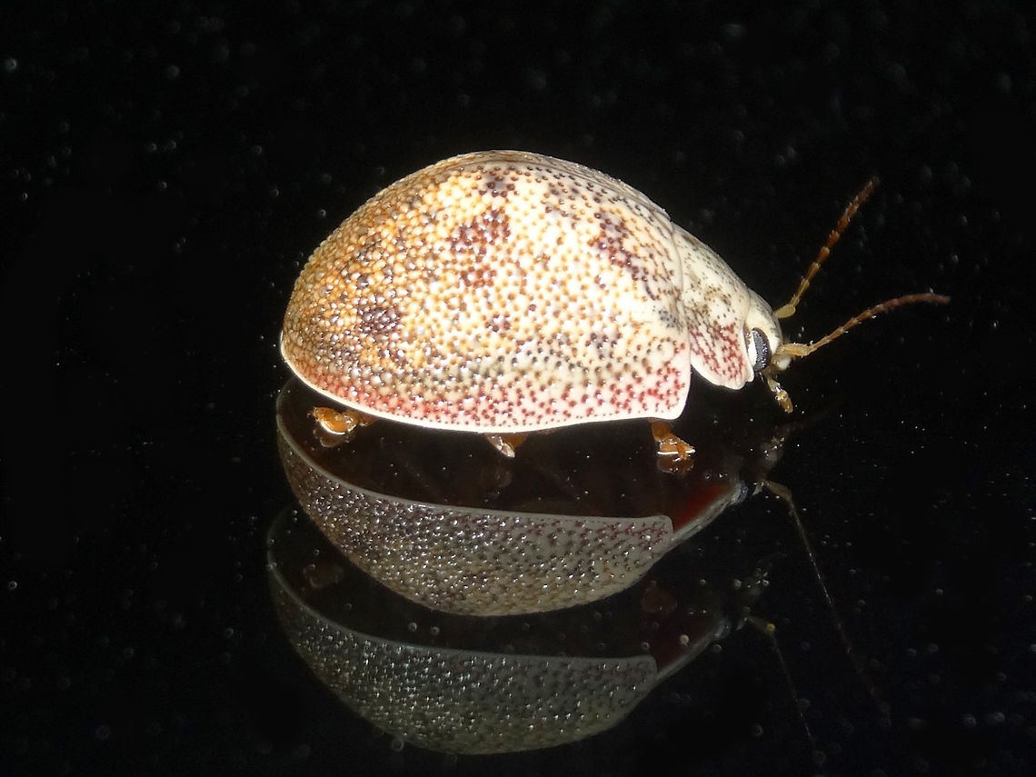 Eucalyptus leaf beetle (Paropsis charybdis) This one has much stronger colours and maybe a slightly different profile - more of a hump at the rear. <br />
On a vehicle at a used car yard under very powerful night lights and sitting on black glass.<br />
About 10mm long.  Australia,Geotagged,Paropsis,Paropsis charybdis,Spring,chrysomelidae