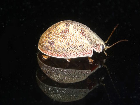 Eucalyptus leaf beetle (Paropsis charybdis) This one has much stronger colours and maybe a slightly different profile - more of a hump at the rear. 
On a vehicle at a used car yard under very powerful night lights and sitting on black glass.
About 10mm long.  Australia,Geotagged,Paropsis,Paropsis charybdis,Spring,chrysomelidae