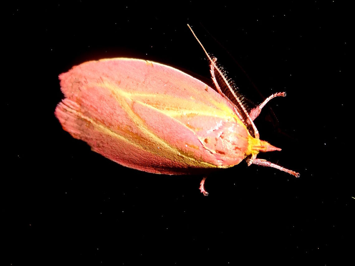 Wingia moth (Wingia lambertella) A beautifully smooth sculptured moth in pink with deeply etched yellow lines.<br />
Attracted to lights at a used car yard which is surrounded by eucalyptus based national park forest.. <br />
This one was on black glass. Approximately 22mm long.<br />
A Eucalyptus specialist the larvae pull leaves together and build a silk tube in which they feed, grow and pupate. The caterpillars are brownish green, and covered in sparse white hairs. Found across most of southern Australia including Tasmania.  Australia,Geotagged,Night,Oecophoridae,Pink Leaf Moth,Spring,Wingia lambertella,Wingia moth,moth