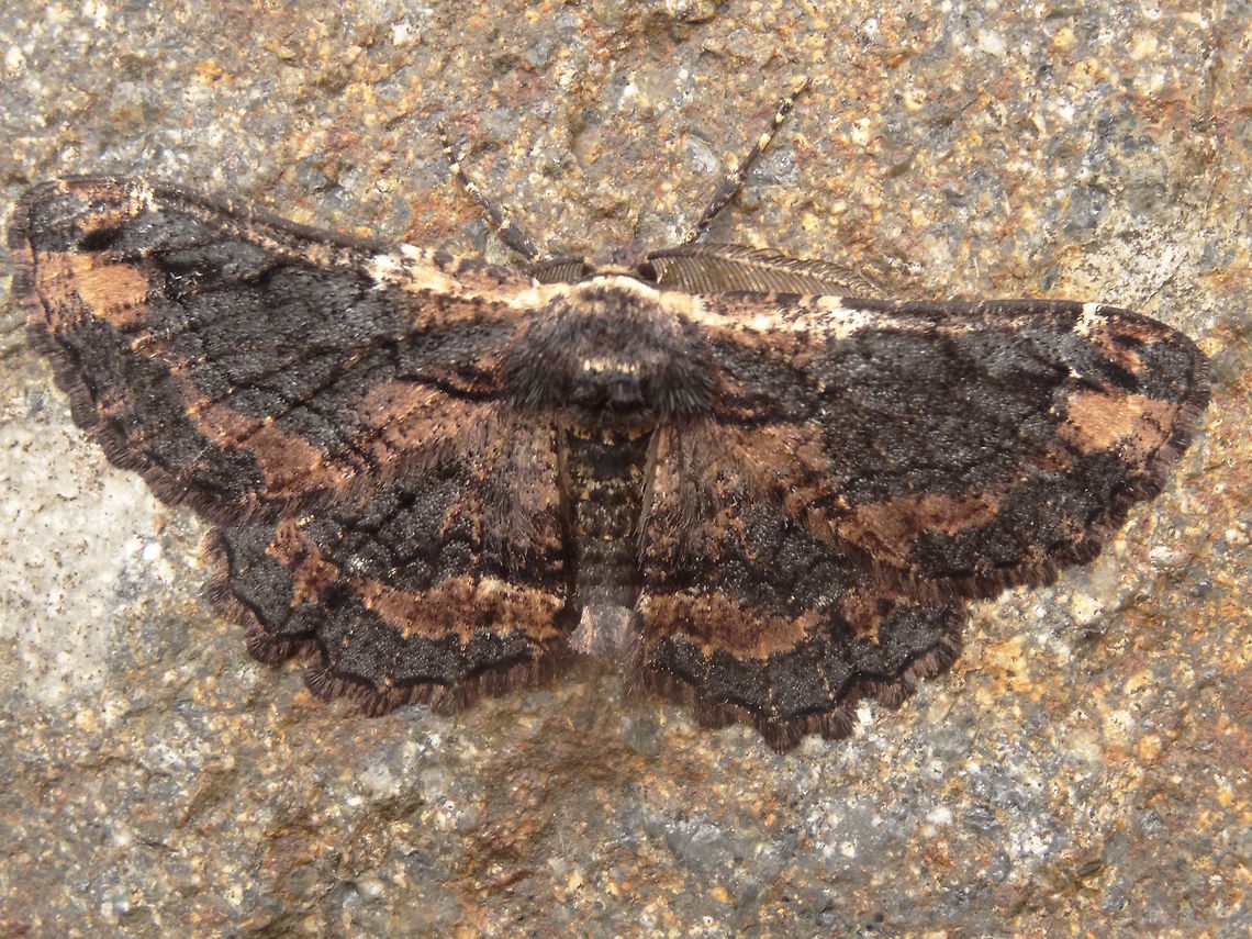 Sinister moth (Pholodes sinistraria) I first saw this moth on a rusty iron pole and thought it was dead so gave it a gentle poke and it fell to the rocks below. <br />
Estimated about 45mm across. The patterns on the wings also seemed quite thick... illusory? <br />
A male going by the antennae.<br />
Within a nature reserve incorporating stringybark, acacias, pomaderris, pittosporum, assorted woody shrubs and grasses. Australia,Geotagged,Pholodes sinistraria,Spring