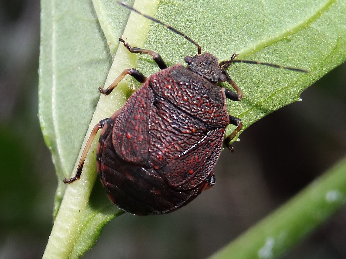 Toad stink bug (Platycoris rugosus) A broad stink bug about 12mm long keeping very still on a Pomaderris sp..<br />
In a nature reserve adjoining a national park.<br />
Only 7 other species. All in Australia? <br />
Note very short hemelytra. Common name &#039;Toad Stink Bug&#039; is tentative. Australia,Fall,Geotagged,Platycoris,Platycoris rugosus,Toad stink bug