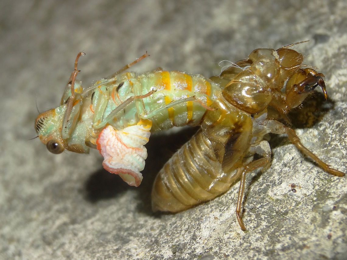 Cicadetta moulting (Cicadetta sp) Found under night lights next to a local national park.<br />
About 30mm long. More cylindrical shaped and larger than Yoyetta?<br />
Still searching for species. Australia,Geotagged,Spring