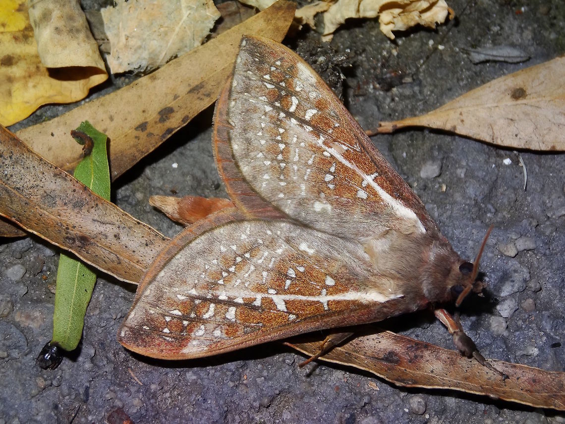 Hepialid moth (Oxycanus dirempta) Found on the edge of a local national park. Wingspan estimated at 55mm.<br />
The white patterns on these can be highly variable but the straight white line from wing base to mid-outer margin is consistent.<br />
Attractive moths which appear in numbers for a short period depending on recent climate. Australia,Fall,Geotagged,Hepialidae,Oxycanus dirempta