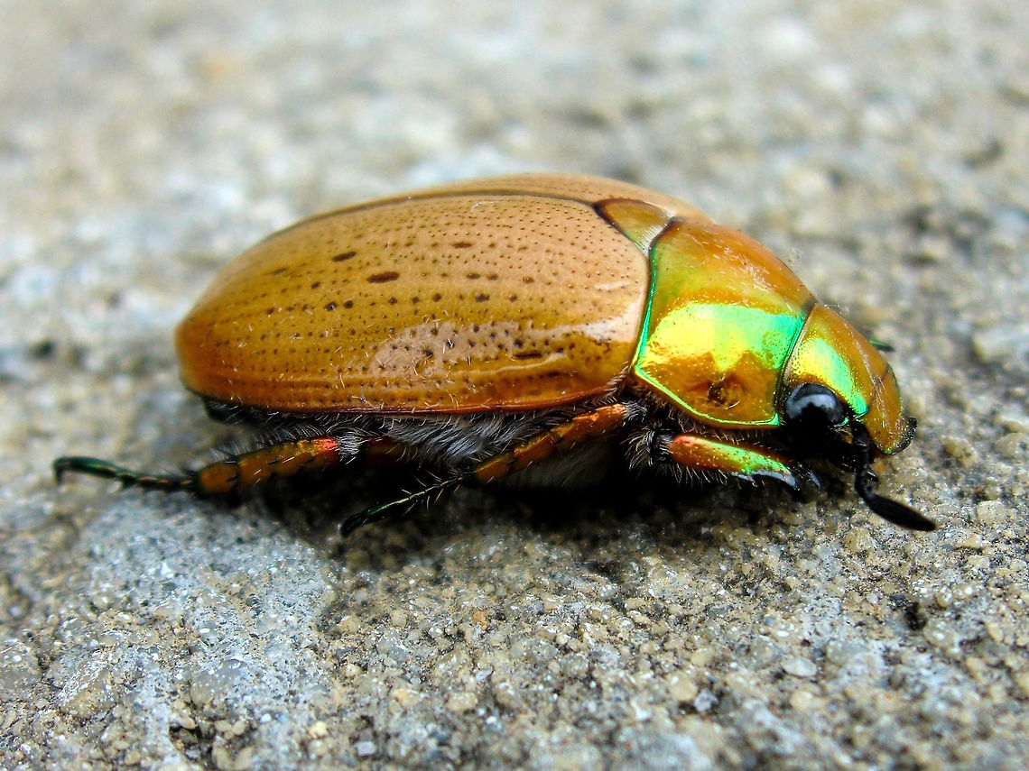 Christmas beetle metallic (Anoplognathus pallidicollis) Sometimes these have a fabulous metallic sheen on the head and thorax.<br />
Found in the local hospital surrounds. About 24mm long.  Anoplognathus pallidicollis,Australia,Christmas beetle,Geotagged,Spring