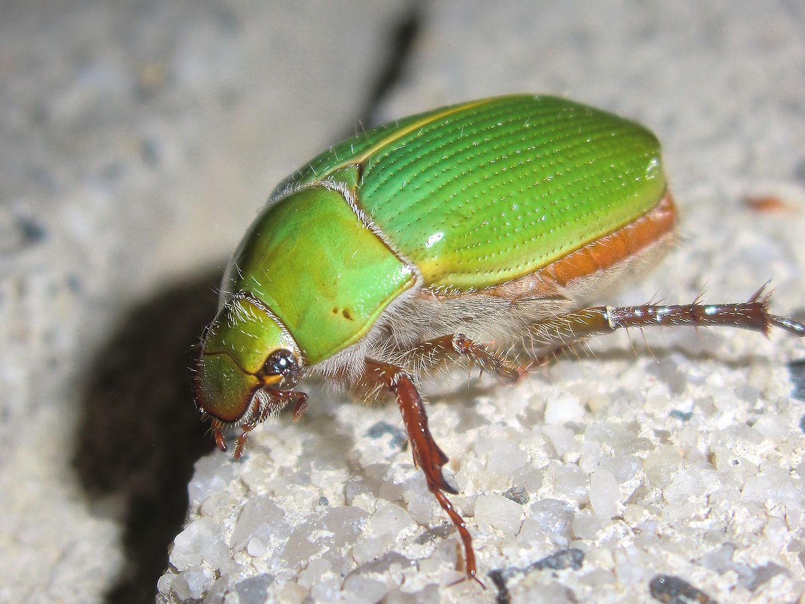 Emerald eucalyptus chafer (Xylonichus eucalypti) Yet another large scarab type which gets called &#039;Christmas beetle&#039;<br />
This one is about 22mm long and is in the Melolonthinae sub-family.<br />
Found in southern Victoria and Tasmania. Australia,Emerald eucalyptus chafer,Geotagged,WinterEmerald eucalyptus chafer,Xylonichus eucalypti