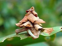 Leaf Case Moth (Hyalarcta huebneri) This Leaf case moth larva was only about 15mm tall. The picture shows the natural orientation at a very young stage of life. The appearance of these depends upon the host tree species and they can use many tree species - even the introduced weed Pinus radiata. The young ones of these are found in this upright orientation but as they grow they hang the other way and may use whole leaves to build the case. http://www.jungledragon.com/image/37082/leaf_case_moth_hyalarcta_huebneri.html <br />
Found in a local nature reserve with dry, open woodland. Police Paddocks. Australia,Casemoth.Hyalarcta huebneri,Geotagged,Hyalarcta huebneri,Summer