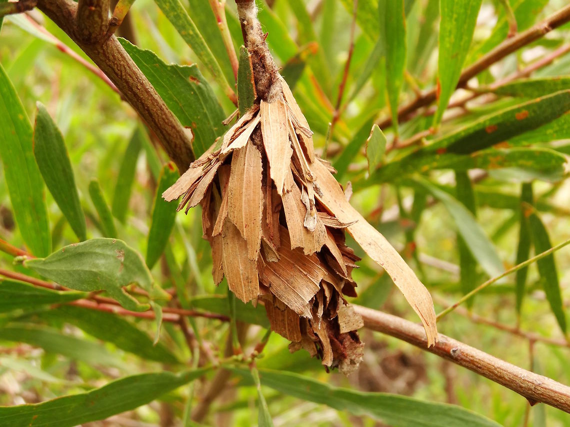 Leaf Case Moth (Hyalarcta huebneri) A large version of the casemoth previously posted. This one is utilising whole acacia leaves. About 120mm long.<br />
Attached to a stem of acacia (possibly White Sally wattle - Acacia floribunda) in a large state forest<br />
Hylarcta huebneri now has a total of 41 host plants are recorded. Highly adaptable. <br />
<figure class="photo"><a href="https://www.jungledragon.com/image/37081/leaf_case_moth_hyalarcta_huebneri.html" title="Leaf Case Moth (Hyalarcta huebneri)"><img src="https://s3.amazonaws.com/media.jungledragon.com/images/2532/37081_thumb.JPG?AWSAccessKeyId=05GMT0V3GWVNE7GGM1R2&Expires=1759968010&Signature=6mIMkZicNcYiFZWETRwRyeyAgnE%3D" width="200" height="150" alt="Leaf Case Moth (Hyalarcta huebneri) This Leaf case moth larva was only about 15mm tall. The picture shows the natural orientation at a very young stage of life. The appearance of these depends upon the host tree species and they can use many tree species - even the introduced weed Pinus radiata. The young ones of these are found in this upright orientation but as they grow they hang the other way and may use whole leaves to build the case. http://www.jungledragon.com/image/37082/leaf_case_moth_hyalarcta_huebneri.html <br />
Found in a local nature reserve with dry, open woodland. Police Paddocks. Australia,Casemoth.Hyalarcta huebneri,Geotagged,Hyalarcta huebneri,Summer" /></a></figure> Australia,Geotagged,Hyalarcta huebneri,Summer