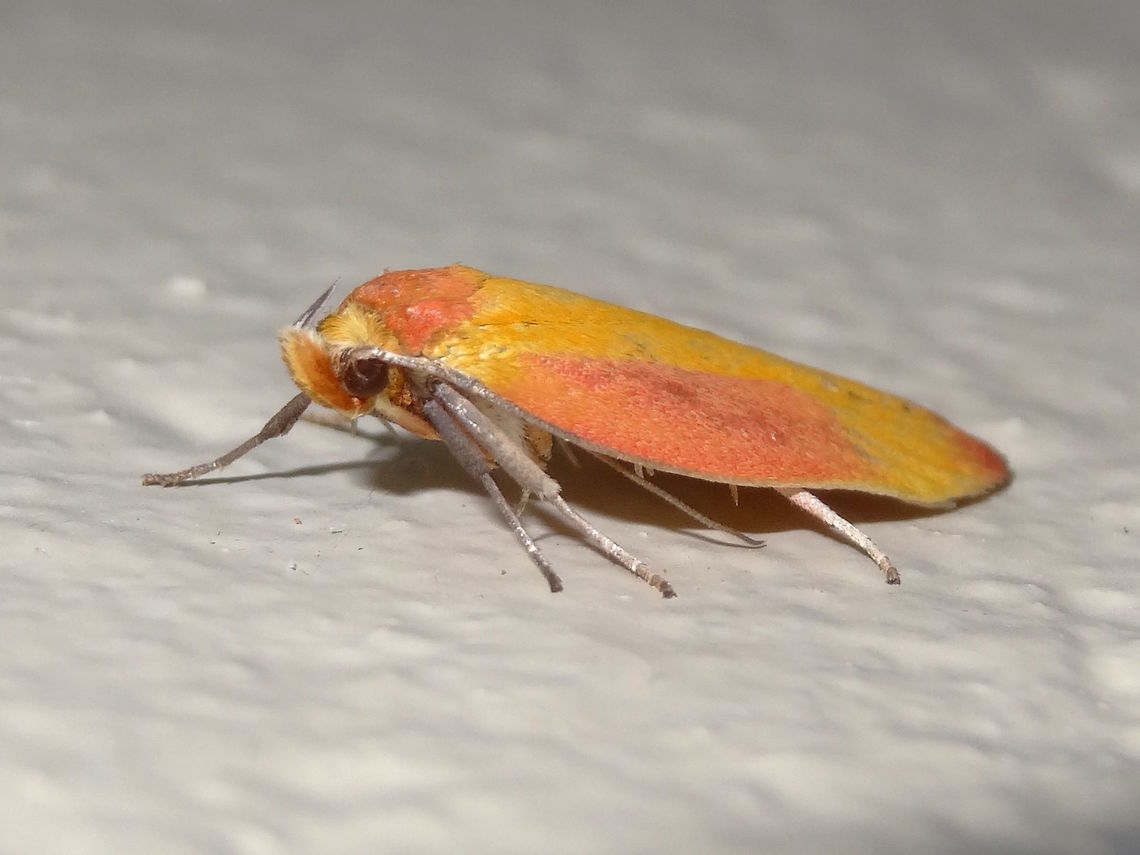 Yellow & Pink Wingia (Wingia hesperidella) This attractive little moth is a litter specialist and possibly a scat specialist. <br />
About 18mm long; mango and paw paw colours.<br />
BBQ area wall in a local nature reserve.<br />
superfamily: GELECHIOIDEA family: OECOPHORIDAE subfamily: OECOPHORINAE supertribe: Wingia group tribe: Wingia Subgroup 9 genus: Wingia  Australia,Geotagged,Spring,Wingia hesperidella