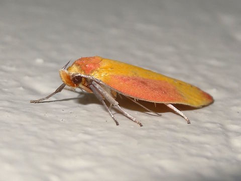 Yellow & Pink Wingia (Wingia hesperidella) This attractive little moth is a litter specialist and possibly a scat specialist. 
About 18mm long; mango and paw paw colours.
BBQ area wall in a local nature reserve.
superfamily: GELECHIOIDEA family: OECOPHORIDAE subfamily: OECOPHORINAE supertribe: Wingia group tribe: Wingia Subgroup 9 genus: Wingia  Australia,Geotagged,Spring,Wingia hesperidella