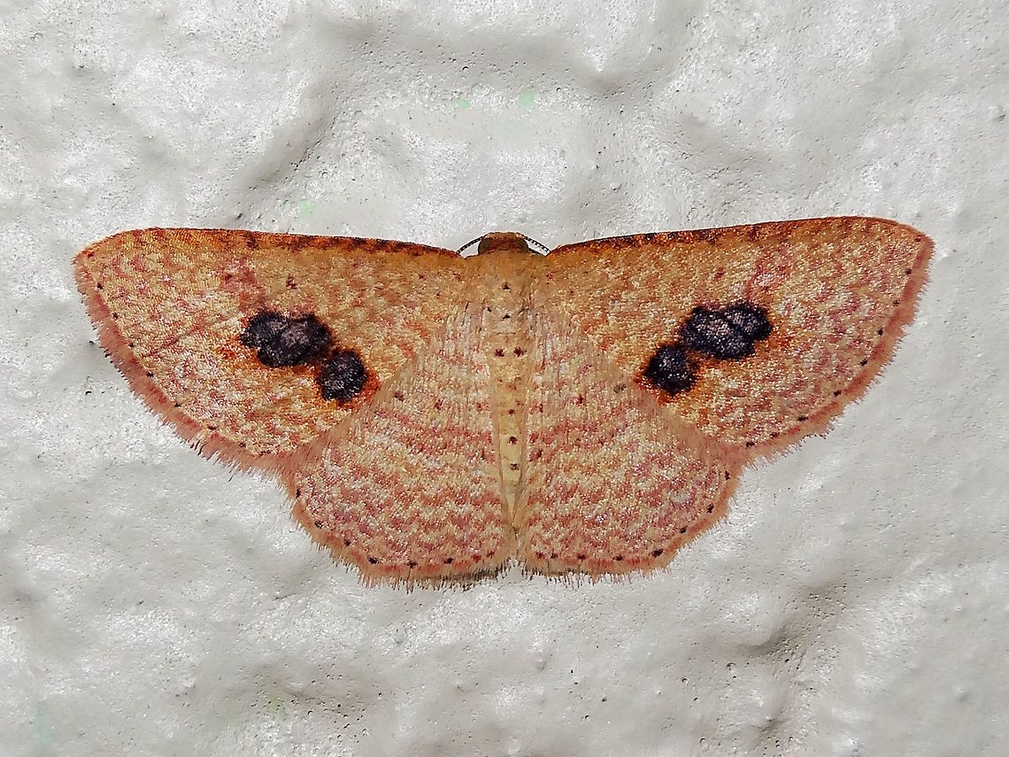 Red Delicate (Epicyme rubropunctaria) A striking looking small geometrid with red and white patterns punctuated with a couple of severe cigarette burn marks on each fore wing. Who would do such a thing!<br />
Wingspan about 24mm. <br />
Found in a local nature reserve adjoining national park. Australia,Epicyme rubropunctaria,Geotagged,Summer