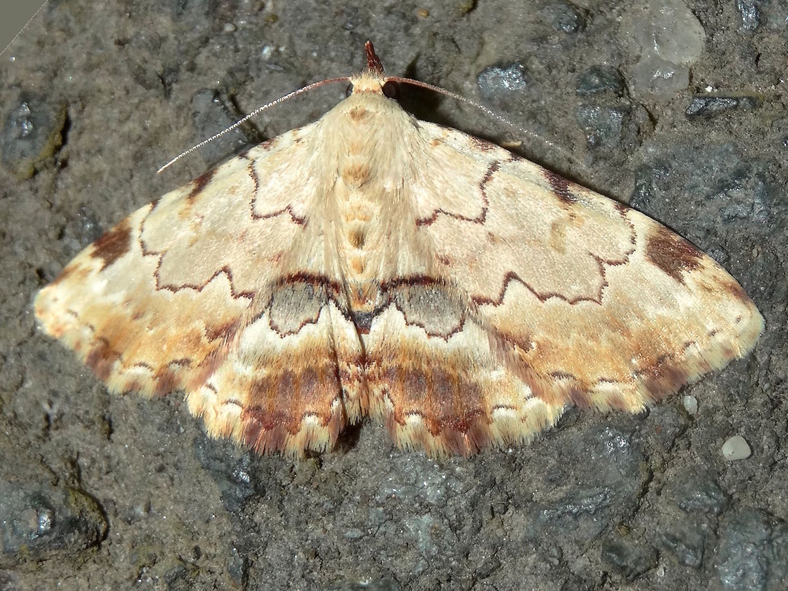 Hypeninid moth (Sandava xylistis) About 22mm across. Patterns include fine wavy lines, solid grey and brown patches and spots, <br />
This one is a particularly fresh and intact example with most of it&#039;s scales.<br />
Found in a local nature reserve adjoining national park. Australia,Geotagged,Sandava xylistis,Spring